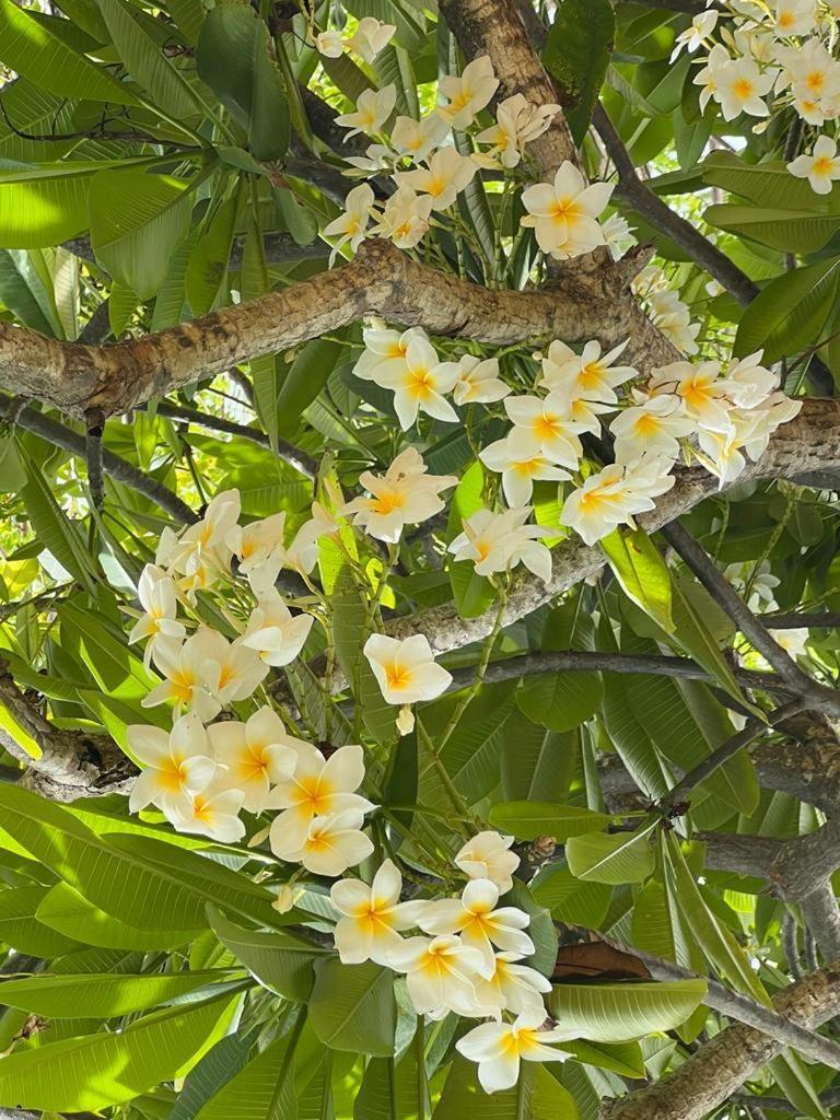 Club Seabourne Hotel Isla Culebra Zewnętrze zdjęcie